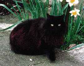 Cute Black cat (9.8K)