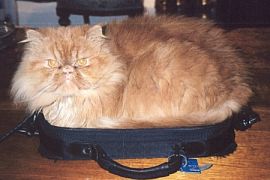 Persian cat mistakes computer case for basket (11K)